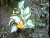 COLOR FOOTAGE OF DOGWOOD AND SPRING FLOWERS