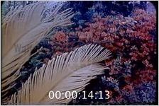 Footage of Garden in Bloom