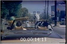 Black and White Spotted Great Dane Rides in Front Seat of Mercedes Convertible