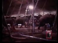CIRCUS IN TOWN