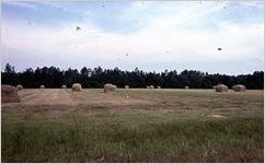 Folklorist Dennis Coelho Photographs, 1977