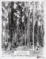 Turpentining virgin trees in Berrien County on Langdale land