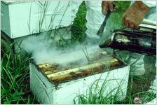 Beekeeper Walter Henderson of Manor smoking his hives outside Ocilla