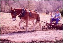 Plowing by mule