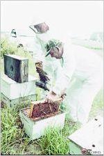 Beekeeper Walter Henderson and  Joe Worthington attend  Henderson’s hives outside Ocilla