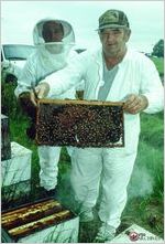 Beekeeper Walter Henderson and  Joe Worthington attend  Henderson’s hives outside Ocilla