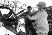Adding stalks of raw cane to mill