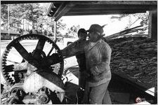 Adding stalks of raw cane to mill