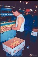 Migrant workers at the Burton Brooks Orchards