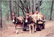 Quail hunt at Myrtlewood Plantation