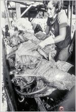 Becky Akins gathers tobacco leaves during the family harvest