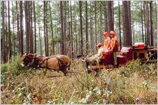 Quail hunting at Myrtlewood Plantation