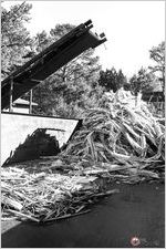 Adding stalks of raw cane to mill