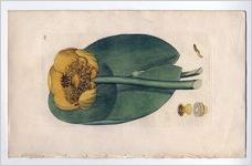 Nymphaea Lutea (Yellow Water Lily)