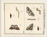 Classis III Papilionum Nocturnorum (Moth)