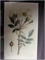 Rosa arvensis (White Dog-rose)