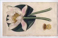 Nymphaea Alba (White Water Lily)