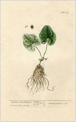 Asarum Cyclaminis (Wild ginger)