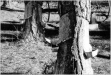 Turpentine
