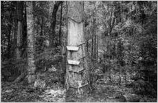 Turpentine Pine Tree