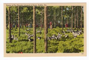 Scores of Fox Hounds at Dawn, Dublin, Ga
