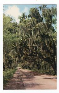Draped Trees on Highway