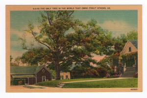 The Only Tree in the World that Owns Itself, Athens, Ga