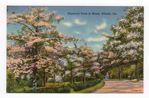 Dogwood Trees in Bloom, Atlanta, Ga