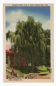 Weeping Willow Tree at Indian Springs State Park, Indian Springs, Ga