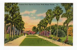 Bayfront Park, Pigeons on Center Walk, Miami. Florida