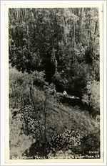 Old Indian Trails, Okefenokee Swamp Park, Ga.