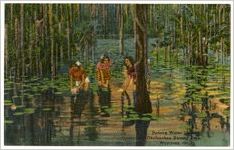 Picking Water Lilies, Okefenokee Swamp Park (postmarked Oct. 1955)