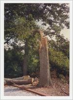 Photograph of Storm-Damaged Oak Tree at Byron Cemetary, Byron, Peach County, Georgia, 1994 July 8