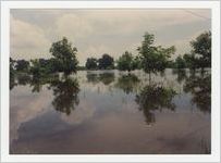 Photograph of Flooded Pecan Orchard Near Massee Lane, off GA 49 South, Fort Valley, Peach County, Georgia, July 1994