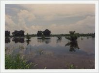 Photograph of Flooded Pecan Orchard Near Massee Lane, off GA 49 South, Fort Valley, Peach County, Georgia, July 1994
