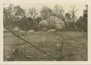 Fallen Tree