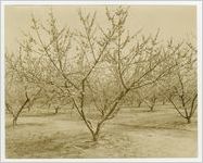 Photograph of Peach Orchard During 1922 Peach Festival, Fort Valley, Peach County, Georgia